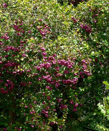 Fruits are gathered and eaten fresh.