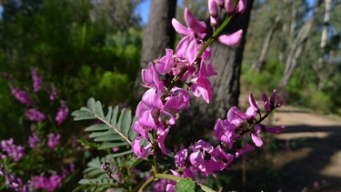 Leaves can be used as a dye.