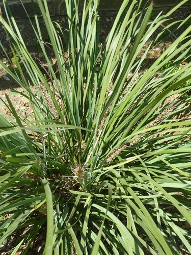 Leaf base is chewed for moisture, seeds are collected to make flour, and leaves are used to make baskets and to weave for rope.