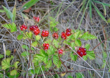 Fruit is collected and eaten when ripe or made into jam.