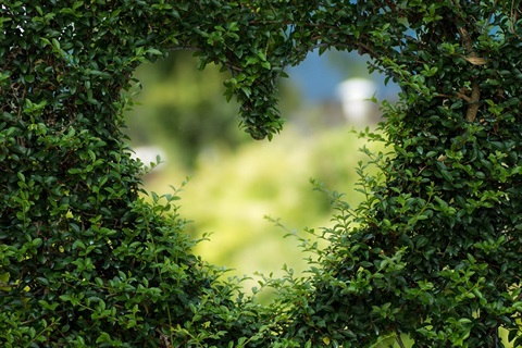A heart shaped key hole in a grass hedge 