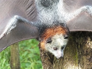 Flying fox fruit bat hanging upside down with wings spread