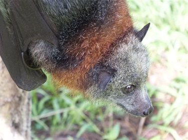 Portrait of a flying fox bat