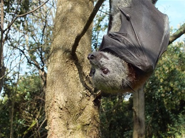 flying fox bat hanging upside down from tree branch with wings wrapped around its body