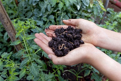 A pair of hands holding worms in soil