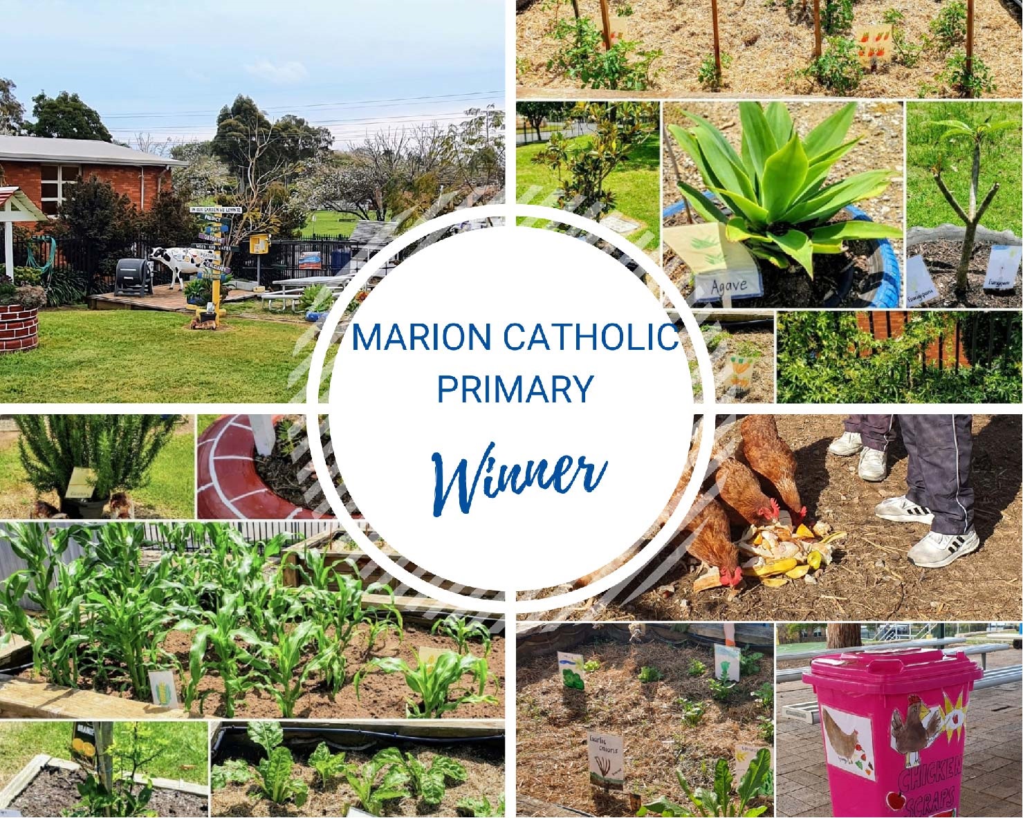 School Garden of the Year Winner 2022 - Marion Catholic Primary