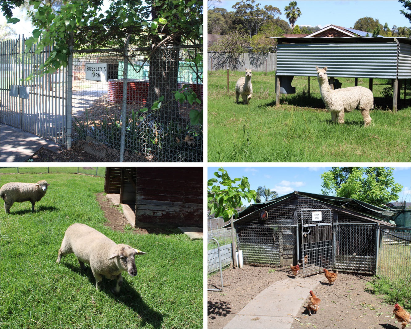 School Garden of the Year 2022 - Bossley Park High School