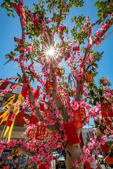 Wishing tree with branches covered in cherry blossoms and red pockets