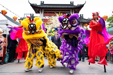 Lion dances in yellow and purple dancing with Stilt walkers in red Chinese costumes, waving flowing purple fabric fans.