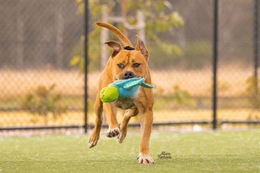 large tan staffy dog