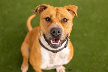 large tan staffy dog