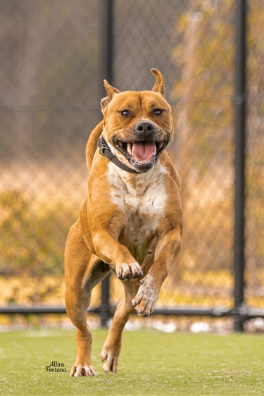 large tan staffy dog