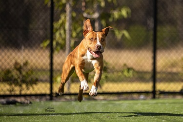 Tan and white staffy type dog