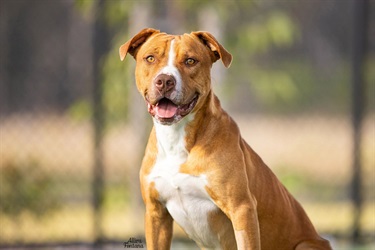 Tan and white staffy type dog
