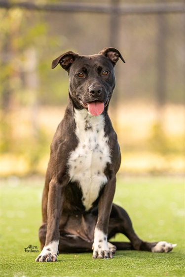 Black American Staffordshire Terrier type dog