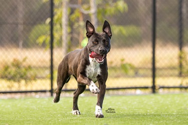 Black American Staffordshire Terrier type dog