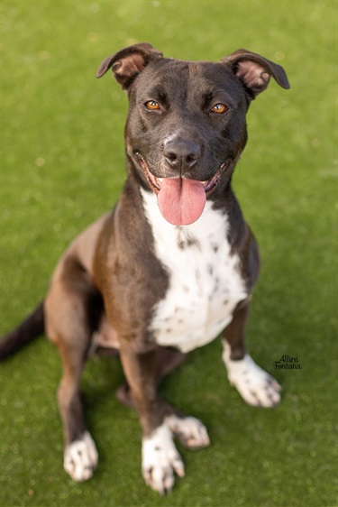 Black American Staffordshire Terrier type dog