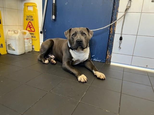 Blue and white staffy type dog