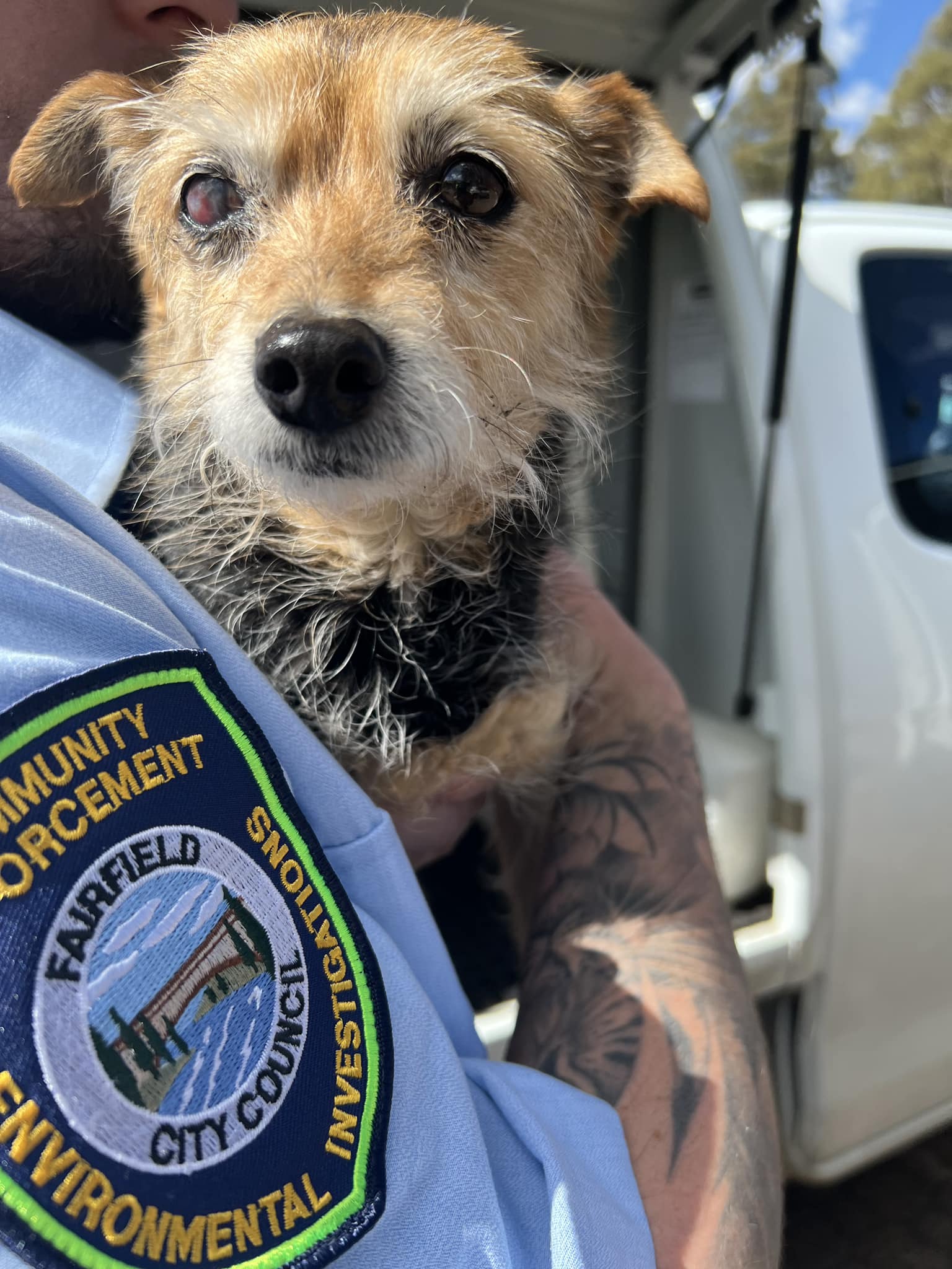 Small dog being held by Community Enforcement Officer