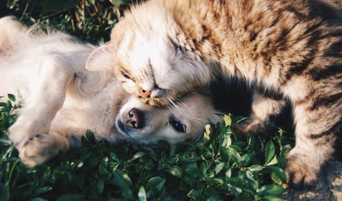 Cat and dog snuggling in the grass