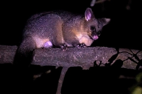 Brushtail female.