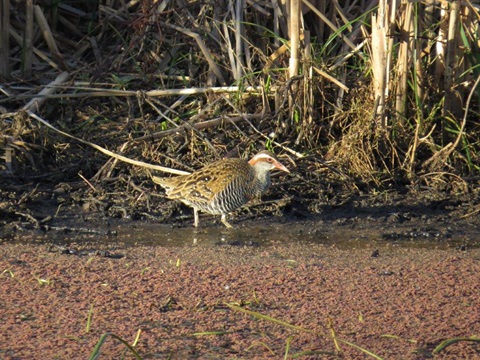 Buff banded rail.