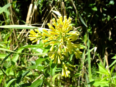 Yellow flowers on a Green Cestrum shrub.