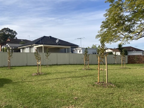 fairfield city council planted more than 500trees.jpg