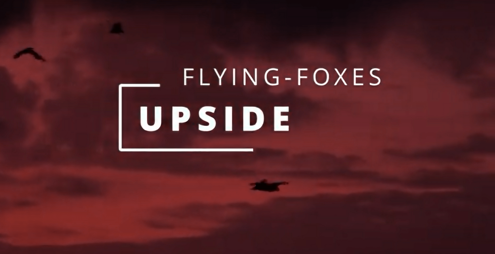 flying foxes upside