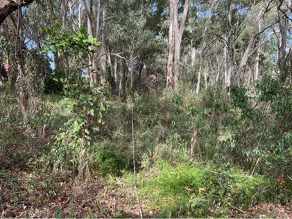 A rural environment with greenery surrounding it.