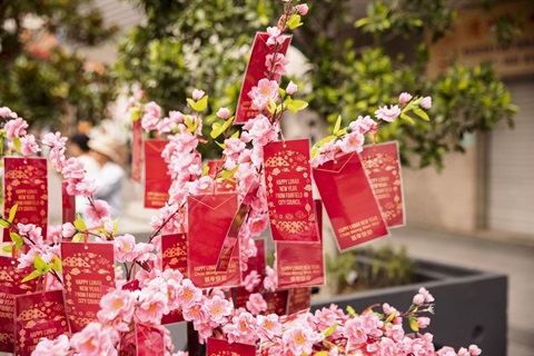 Cabramatta Lunar New Year cherry blossoms and red pocket envelopes