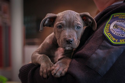 Puppy being held by a Council ranger