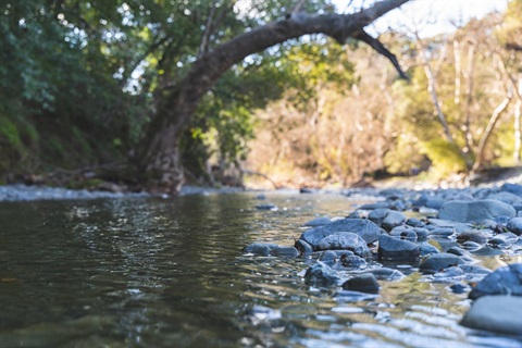 A river with rocks and water trickling around them