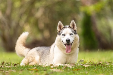 Large Grey and White Husky type dog