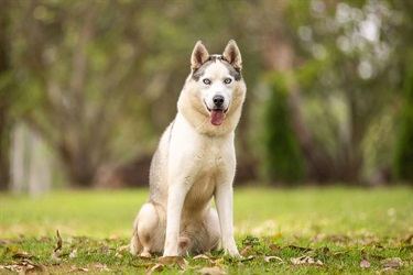 Large Grey and White Husky type dog