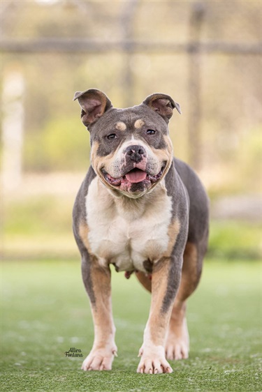 Large Blue and Tan American Bulldog x Staffy type dog