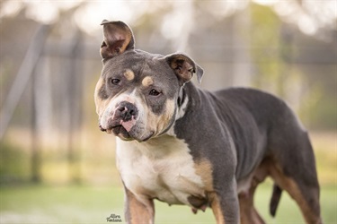 Large Blue and Tan American Bulldog x Staffy type dog
