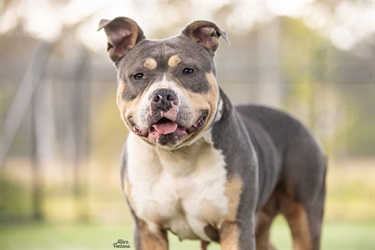 Large Blue and Tan American Bulldog x Staffy type dog