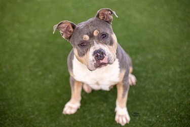 Large Blue and Tan American Bulldog x Staffy type dog