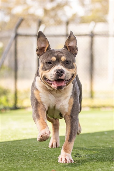 Large Blue and Tan American Bulldog x Staffy type dog