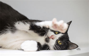Small Black and White Domestic Short Hair Cat