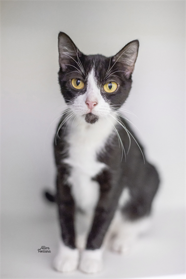 Small Black and White Domestic Short Hair Cat
