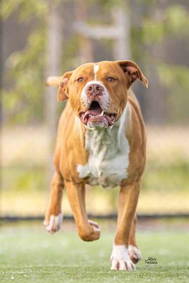 Large White and Tan American Staffy