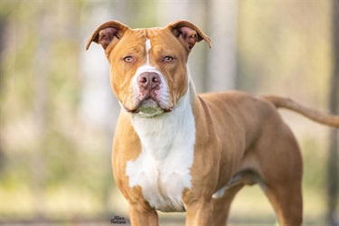 Large White and Tan American Staffy