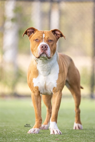 Large White and Tan American Staffy