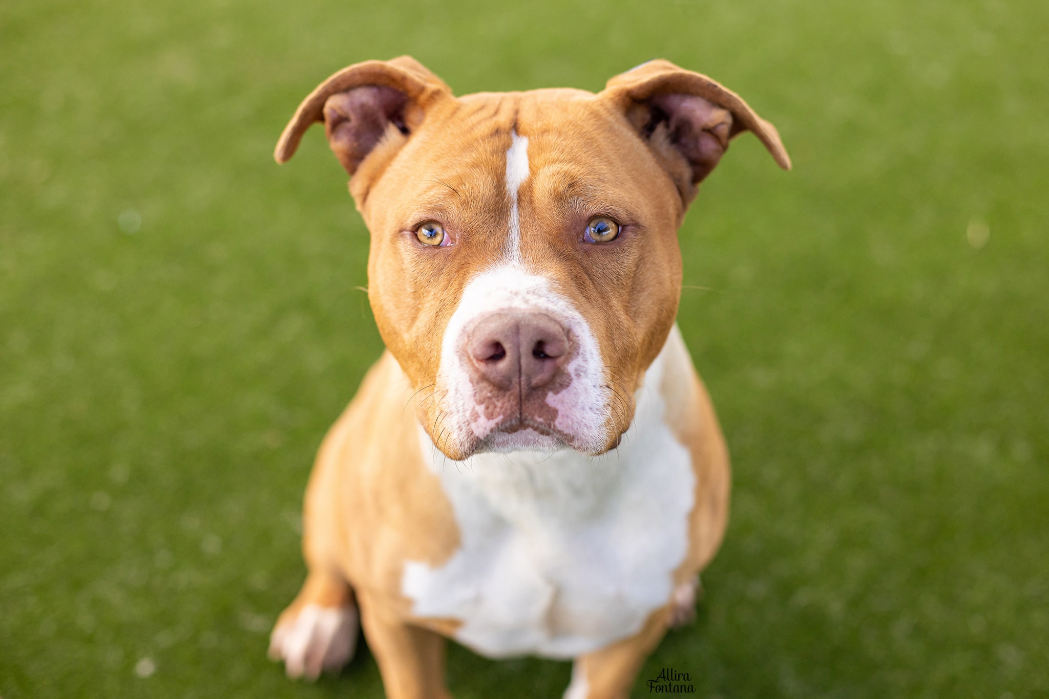 Large White and Tan American Staffy type dog