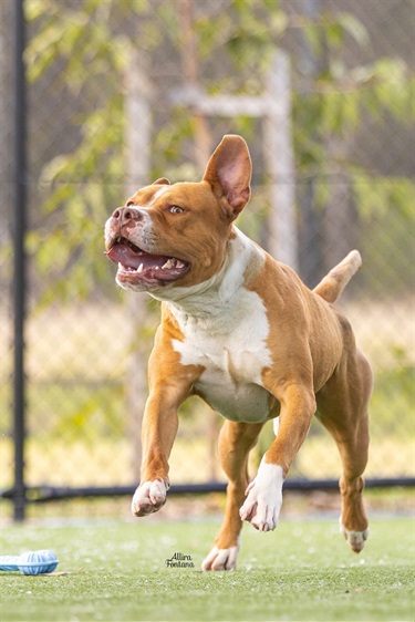Large White and Tan American Staffy