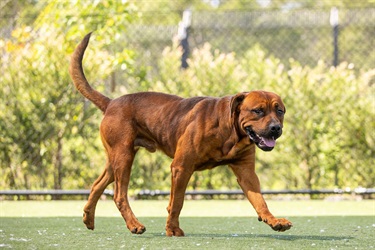 Large Brown Mastiff x Rotti type dog