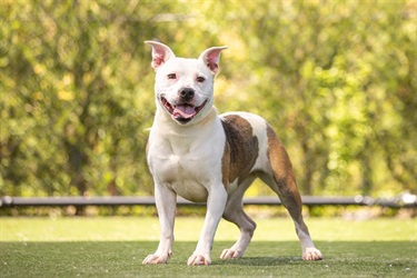 Small Tan and White American Staffy type dog