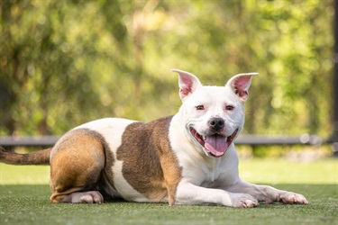 Small Tan and White American Staffy type dog